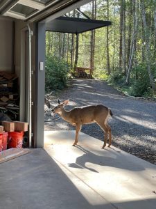 Deer in open doorway of garage