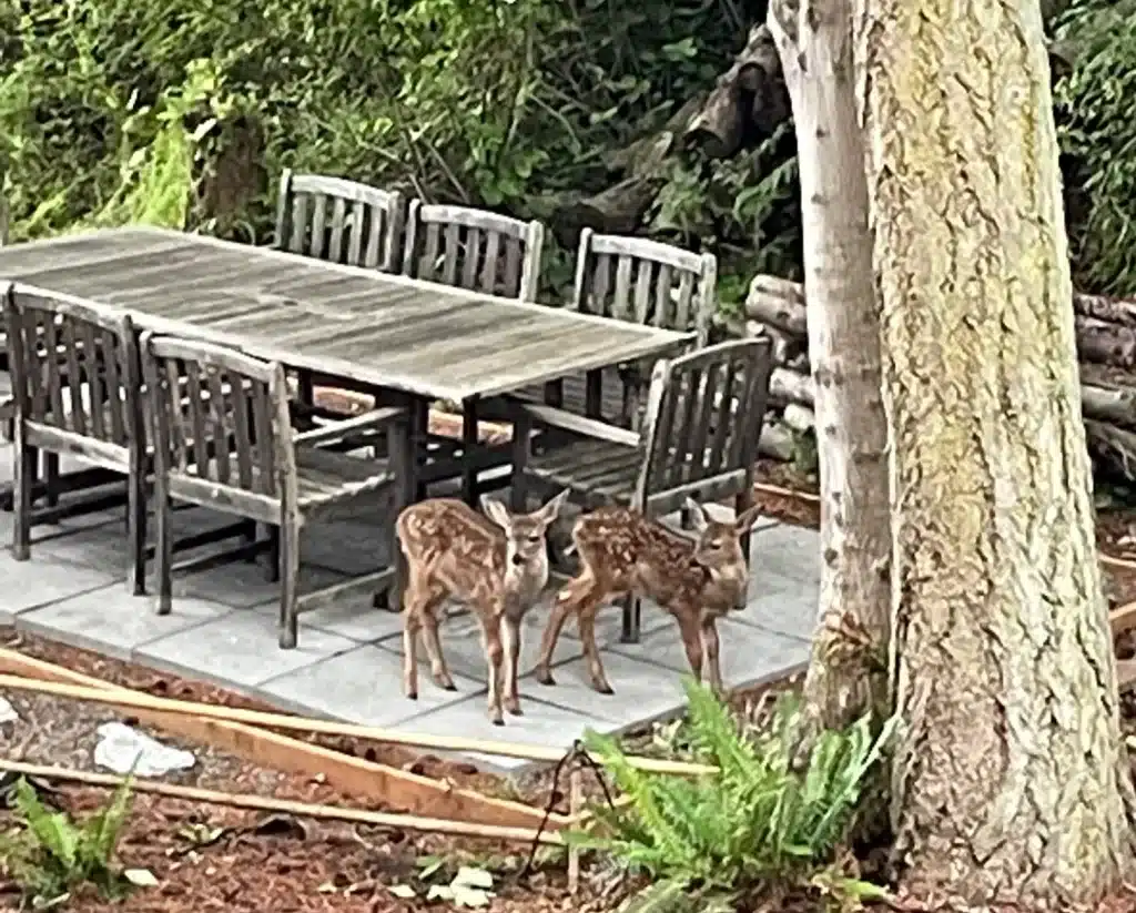 Two young fawns standing in front of wooden dining table on cement pad next to tree and fern