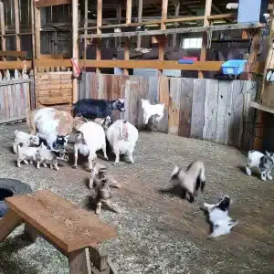 About 10 young goats in a barn including one that appears to be hovering in mid air