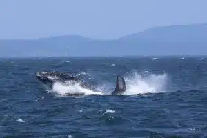 Two whales playing in deep blue ocean with blue mountain backdrop