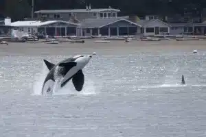 Black and white whale breaching in front of three buildings on land