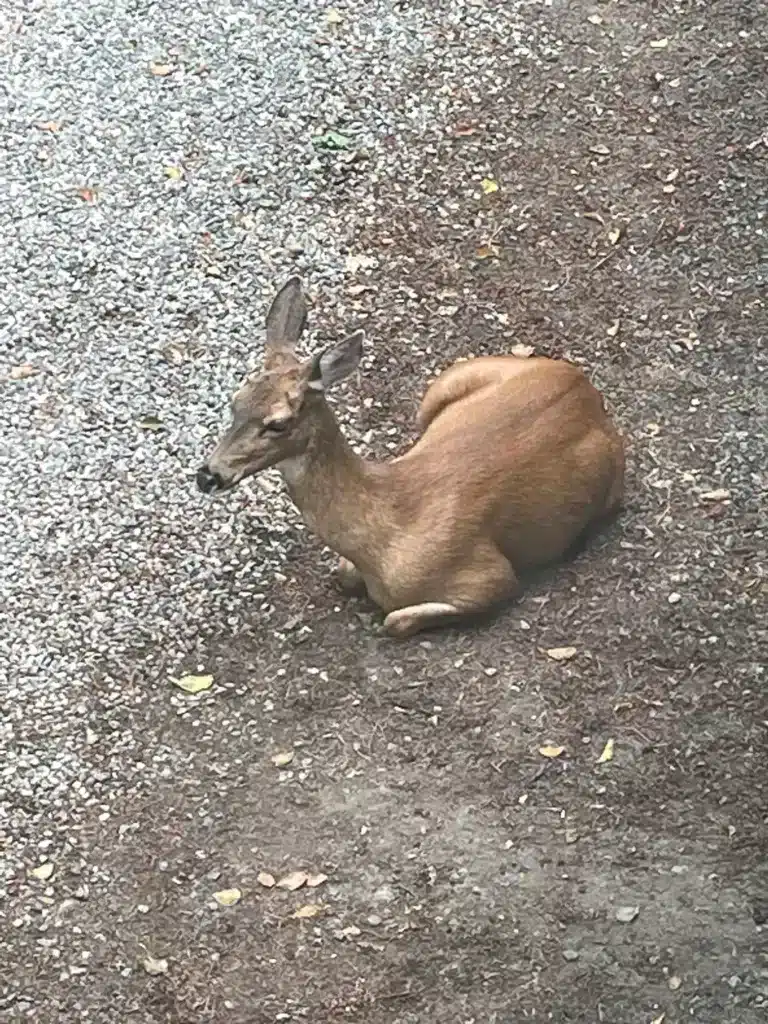 Female blacktail deer lying down on mulch-covered ground next to gravel parking lot with camera shot taken from above