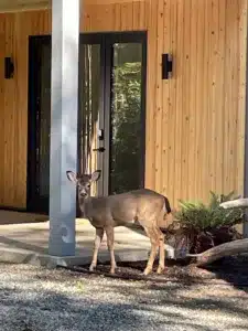 Juvenile male deer standing in front of cedar siding next to sword fern