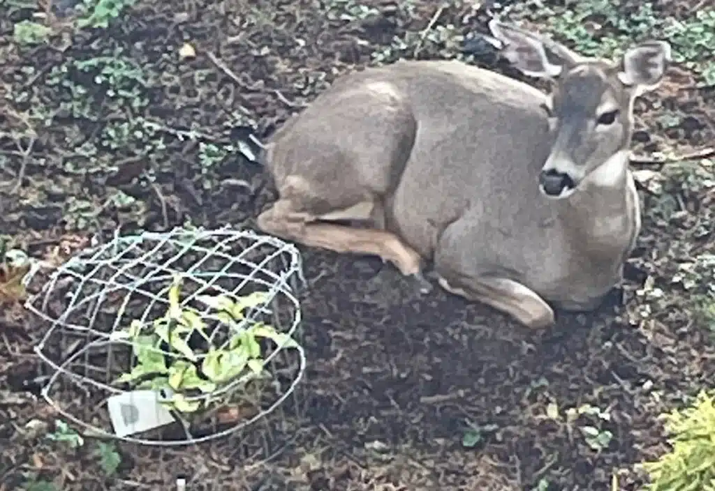 Female deer lying next to green and yellow aucuba plant that is covered with wire mesh cage