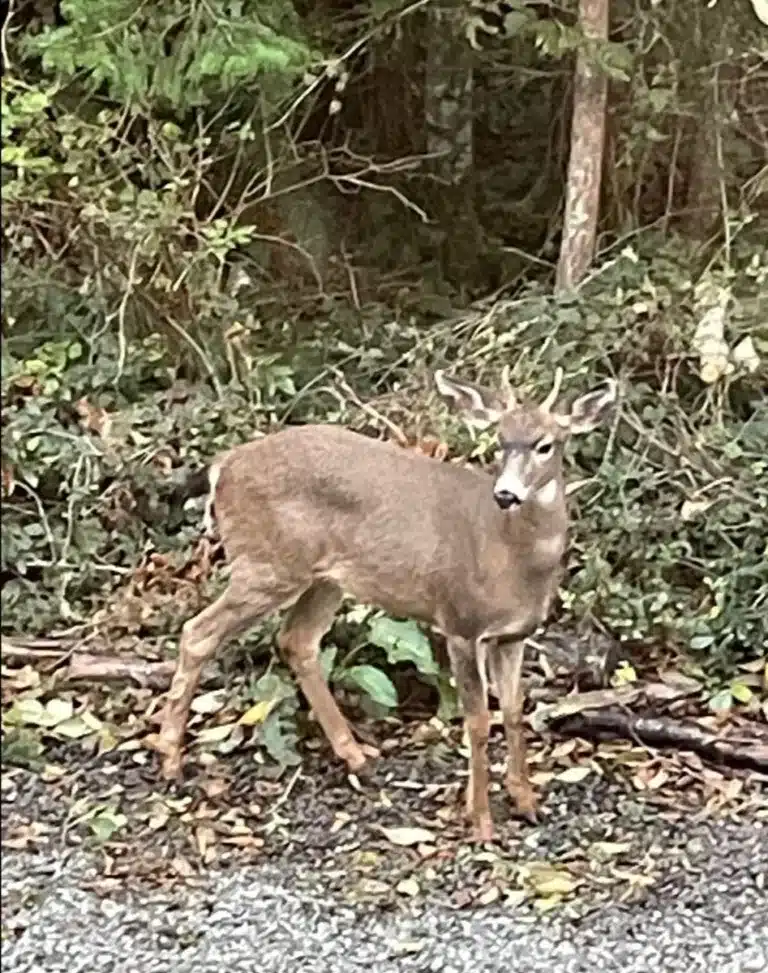 Young male buck posed at edge of woods