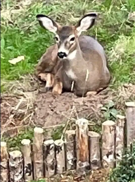 Young male deer lying in grass next to bamboo fence