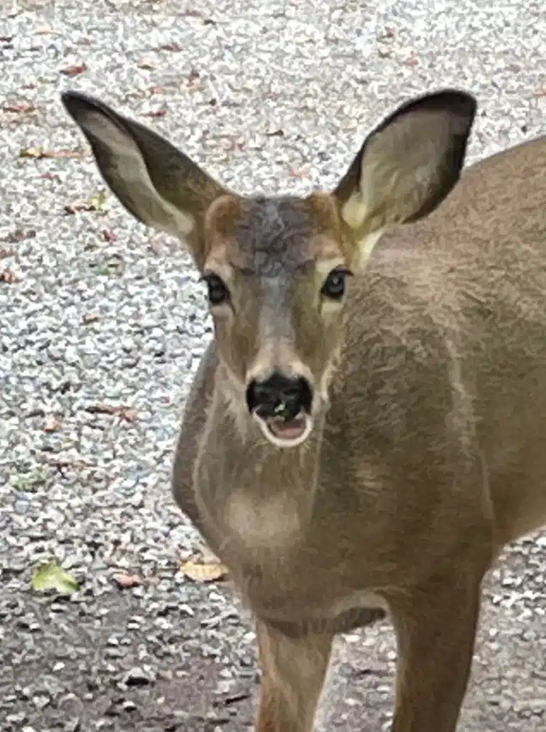 Young female deer with very large ears staring at camera licking her lips