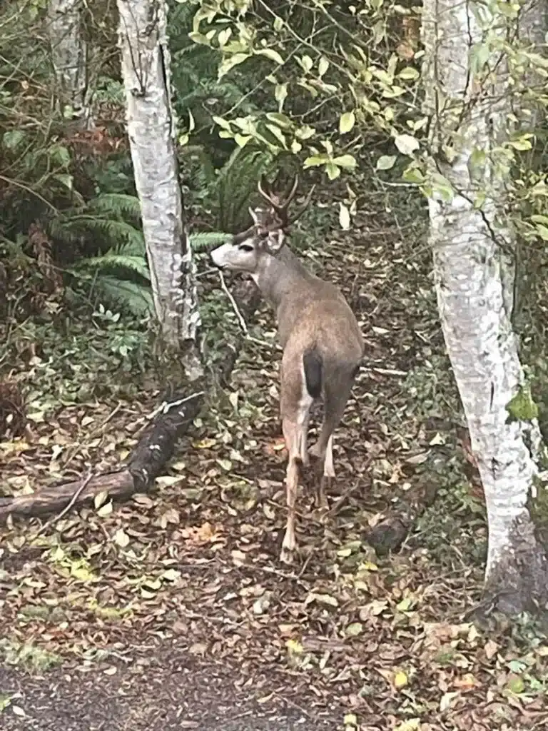 Male deer walking away from camera in the woods